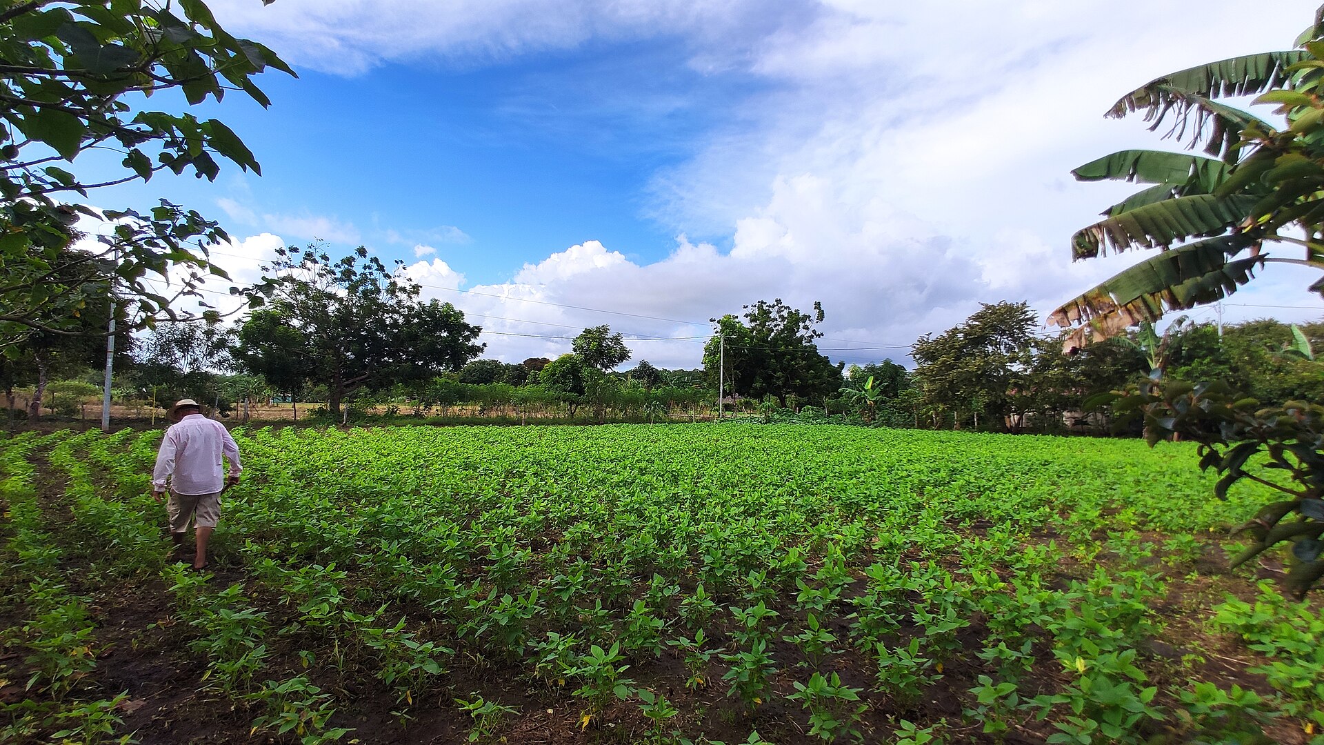 Panama Activates US$8.2 Million El Ni&ntilde;o Plan for Drought- and Flood-Hit Farmers